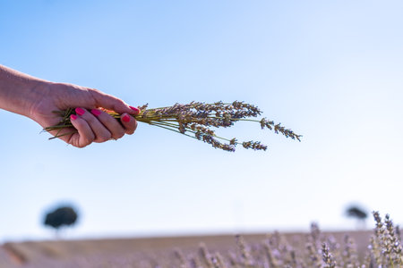 Hands of a woman collecting lavender in a lavender field with purple flowers, lifestyleの写真素材