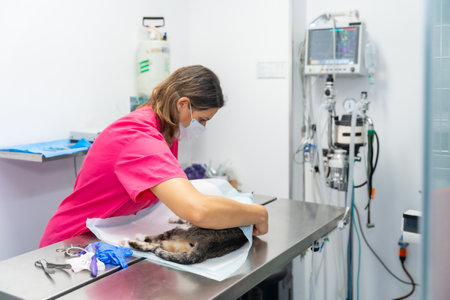 Veterinary clinic with a cat, veterinarian covering the little animal after the operationの写真素材
