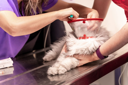 Veterinary clinic, two veterinarians checking the eye ulcer of the Siberian cat