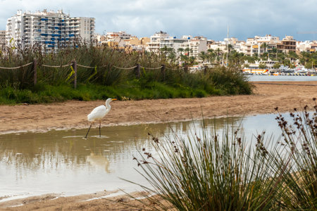 A white heron on the Arenal beach in the town of San Antonio Abad, Ibiza Island. Balearicの写真素材