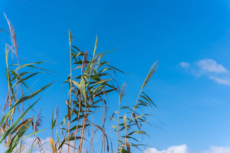Nature next to the Laguna de la Mata viewpoint in Torrevieja, Alicante