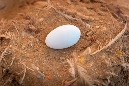 Nest with a flamingo egg next to the lagoon in La Mata Natural Park in Torrevieja, Alicanteの写真素材