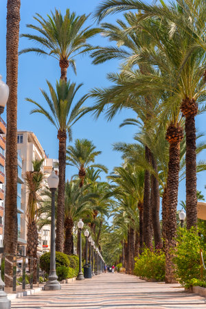 City of Alicante. Walk with palm trees along the coast