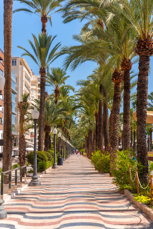 City of Alicante. Walk with palm trees along the coastの写真素材