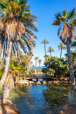 Palm trees and lakes by the sea in El Palmeral park in the city of Alicanteの写真素材