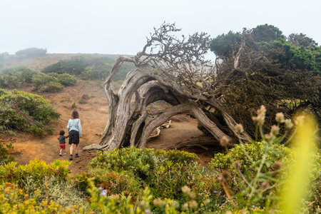 Mother and son walking next to a Sabinar tree twisted by the wind of El Hierro and foggy. Canary Islandsの写真素材
