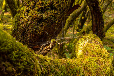 Tree the Canarian Monteverde in the natural park of Garajonay in La Gomera, Canary Islands. Biosphere Reserveの写真素材