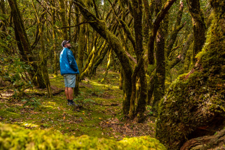 A man trekking in the Garajonay natural park on La Gomera, Canary Islandsの写真素材