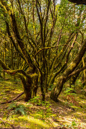 Tree the Canarian Monteverde in the natural park of Garajonay in La Gomera, Canary Islands. Biosphere Reserveの写真素材