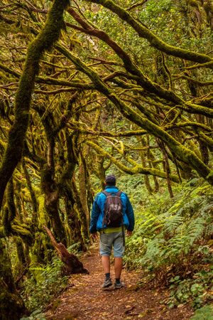Man on a trekking in Garajonay del Bosque natural park in La Gomera, Canary Islands. Trees with moss, humid forestの写真素材