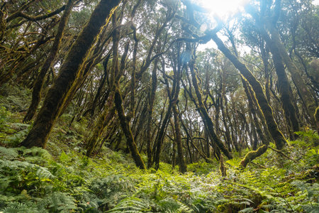 Ferns next to the mossy trees of the humid forest of Garajonay in La Gomera, Canary Islands.