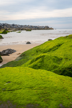 Detail of the green rocks on the Zurriola beach in the city of San Sebastian, Basque Countryの写真素材