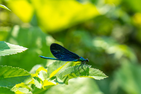 Dragonflies in the river of The Blue eye, a natural phenomenon in the mountains of southern Albaniaの写真素材