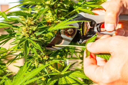 Man cutting marijuana buds at a marijuana farm with scissors. medicinal cannabisの写真素材