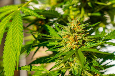 Marijuana buds surrounded by leaves. The medicinal cannabis plant seen up close. Critical is a cross...