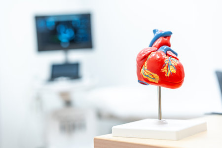 Mockup of a heart in a cardiology clinic, copy and paste space. Clinics for patients to treat health problems with the heart or cardiacの写真素材