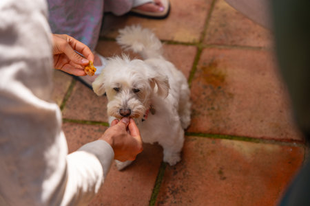An owner feeding his small white Shih-Poo dogの写真素材