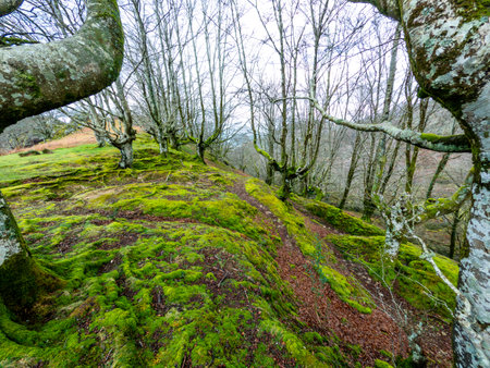 Beautiful Beech forest at the top of Mount Adarra, municipality of Urnieta in Gipuzkoa. Basque Countryの写真素材