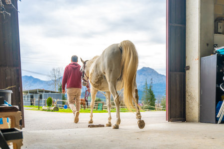 Rear view of a male horse trainer carrying a white horse outside the stableの写真素材