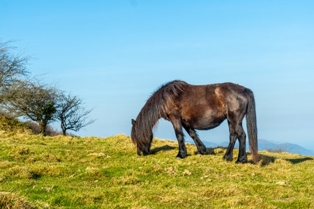 Horse on the top of Mount Ernio or Hernio in Gipuzkoa, Basque Countryの写真素材
