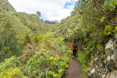 Woman walking along a path in the Laurisilva forest of Los tilos de Moya, Gran Canariaの写真素材