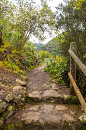 A path through a forest with a wooden fence on the right side. The path is made of rocks and has a few steps. The trees are green and the leaves are yellowの写真素材