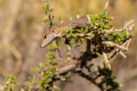 A lizard is sitting on a branch of a bush. The lizard is brown and tan in colorの写真素材