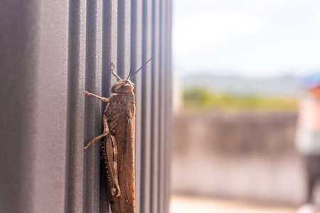 A brown bug is on a wall. The bug is brown and has a long antennaeの写真素材