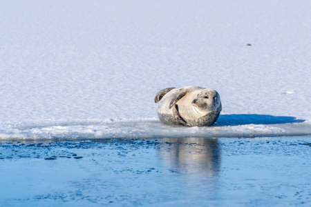 A seal is laying on the ice in the water. The image has a calm and peaceful moodの写真素材