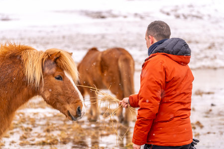 A man feeding horses in winter in Icelandの写真素材