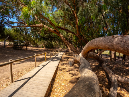 Scenic wooden walkway meandering through a tranquil eucalyptus forest, inviting exploration and appreciation of nature's beautyの写真素材