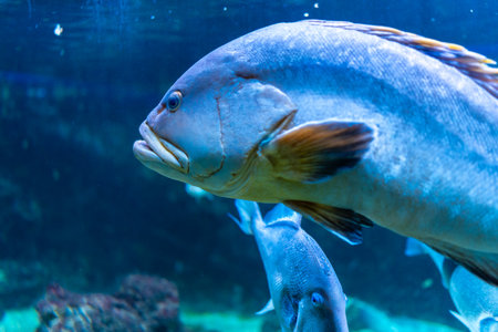 Large dusky grouper fish swimming gracefully in a spacious aquarium tank, showcasing vibrant colors and serene underwater movementsの写真素材