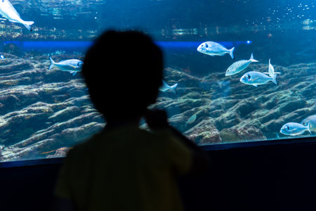 Child watching salema porgy fish swimming gracefully in a large blue water tank at an oceanarium, filled with marine life wonderの写真素材