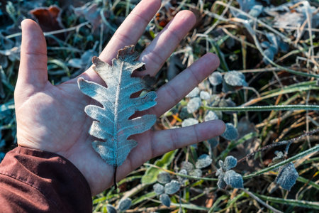 Close up of a hand holding a frosted oak leaf against a backdrop of frozen vegetation, capturing the essence of a winter morningの写真素材