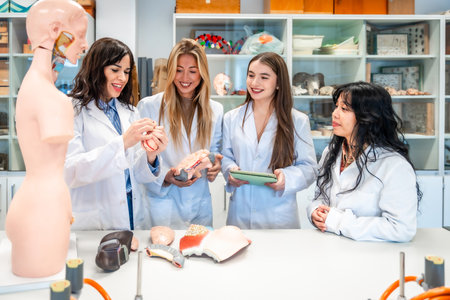 Four smiling female medical students examining anatomical models in a university laboratory, learning about human body systemsの写真素材