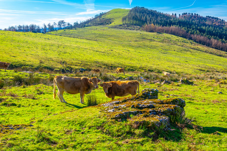 Brown wild cows on the top of Mount Adarra in Urnieta, near San Sebastian. Gipuzkoa, Basque Countryの写真素材
