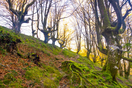 Beautiful forest on the way to the top of Mount Adarra in Urnieta, near San Sebastian. Gipuzkoa, Basque Countryの写真素材