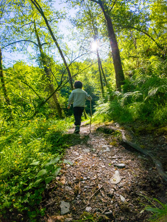 Young hiker exploring a vibrant green forest path, enjoying the tranquility of nature with a walking stickの写真素材