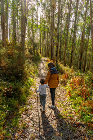 Mother and young child enjoying a peaceful walk along a sunlit dirt path covered in fallen leaves, holding hands through a tall eucalyptus forest in the basque country during autumnの写真素材