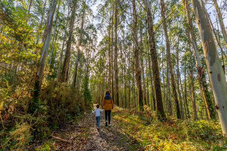 Mother and young child walking hand in hand on a sun dappled path through tall eucalyptus trees in the autumnal basque country forest, enjoying family nature timeの写真素材