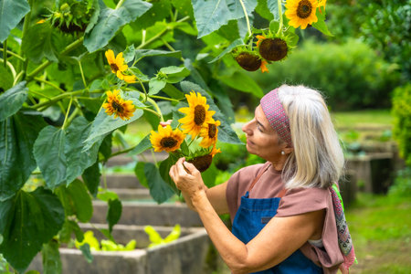 Senior woman tending sunflowers in a vibrant garden, smiling as she inspects blooms and enjoys peaceful outdoor hobby time, sunlight, nature and relaxed retirement well beingの写真素材