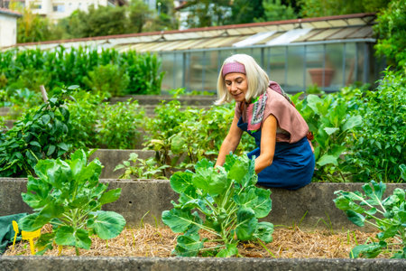 Senior woman tending to her home vegetable garden, planting organic brussels sprouts in a raised bed, reflecting a healthy lifestyle and sustainable livingの写真素材