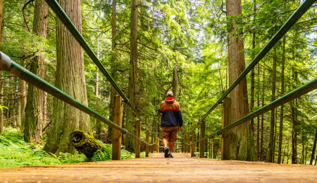 Hiker walking on a wooden boardwalk surrounded by lush green forest and giant trees in hemlock...
