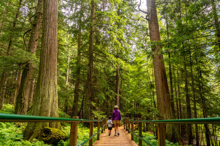 Mother and child are enjoying a leisurely stroll along the hemlock grove boardwalk, surrounded by...