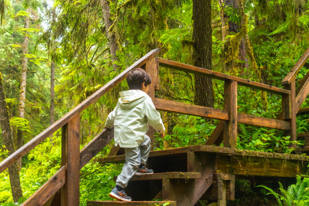 Young child ascending wooden steps on a lush rainforest trail, surrounded by vibrant green foliage and towering trees on Vancouver Island, British Columbia, Canada, exploring nature's beautyの写真素材