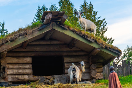 Domestic goats explore a traditional sod roofed wooden structure in qualicum beach, vancouver island, showcasing a sustainable and picturesque rural scene during summerの写真素材