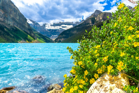 Yellow wildflowers are blooming on the rocky shore of the turquoise Lake Louise with the Canadian Rockies in the background in Banff National Park, Alberta, Canadaの写真素材