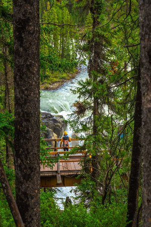 Tourist wearing a yellow jacket and backpack standing on a wooden bridge admiring the sunwapta falls, surrounded by lush forest, in jasper national park, alberta, canadaの写真素材