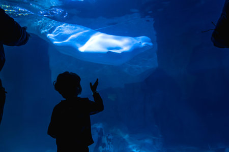 Child's silhouette reaching out to a beluga whale swimming in a large underwater exhibition tank,...