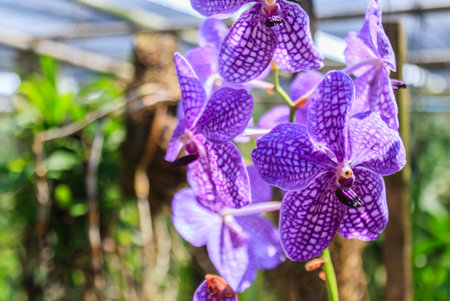 Beautiful purple orchid flowers and green leafs retro background. Fresh natural day light after...